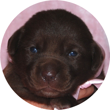 女の子 ピンク母犬エメラルド グレイスフルランド ラブラドールレトリバーといっしょに暮らそう 子犬の分譲販売 交配 ブリーダー 女の子 ピンク母犬エメラルド グレイスフルランド ラブラドールレトリバーといっしょに暮らそう 子犬の分譲販売 交配 ブリーダー
